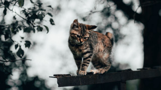 Cat wooden rail forest blurry - e. william gollings free wallpaper