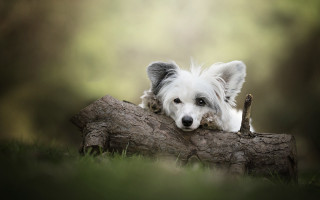 White dog resting log grass - in the grass free wallpaper