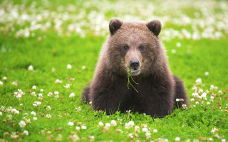 Brown bear field flowers eating - a plant free wallpaper