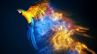 Colorful bird fantasy airbrush fireworks - bright color free wallpaper