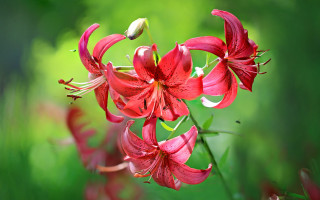 Red flower green background macro 3 - free hearts wallpaper