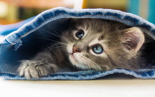 Kitten peeking blue jean bag - photography free wallpaper