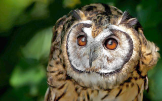 Owl bright eye blurry background - orange eye free wallpaper