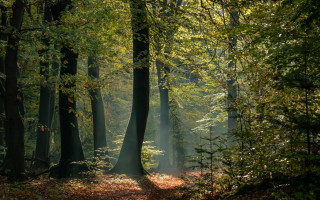 Forest path light autumn nature - forest free wallpaper for desktop