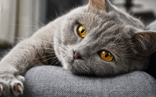 Gray cat yellow eyes couch - a gray cat free wallpaper