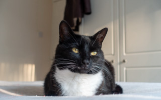 Black cat serious eyes bed - f 1. free wallpaper