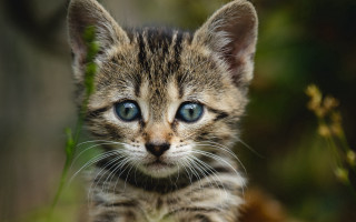 Small kitten blue eyes blurry - a blurry background of grass and bushes free wallpaper