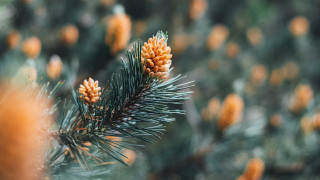 Pine tree cones bokeh christmas - a pine tree free wallpaper