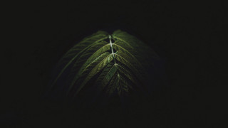 Green leaf dark light raytraced - chiaroscuro free wallpaper