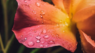 Flower water droplets macro blurry 5 - petal free wallpaper