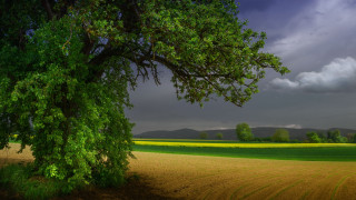 Tree field cloudy sky yellow - yellow flower free wallpaper
