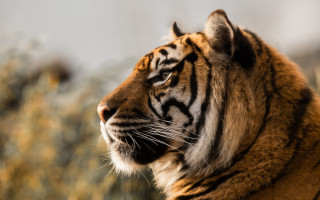 Tiger blurry background bernd fasching - a tiger free wallpaper for desktop