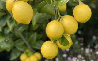 Lemons hanging branch bokeh blurry - constant permeke free wallpaper for desktop
