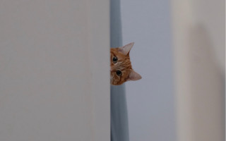 Cat peeking wall optical illusion - optical free wallpaper
