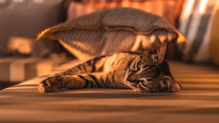 Cat bed blanket pillow warm - warm free wallpaper