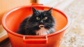 Black cat red bucket surprised - f1.4 free wallpaper