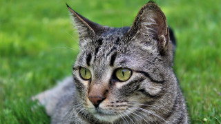 Cat grass sad eyes nature - the grass free wallpaper