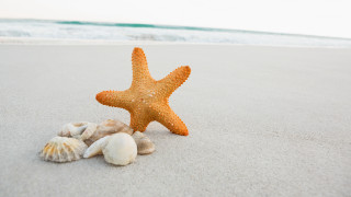 Starfish shells beach ocean waves 2 - a white sand beach free wallpaper