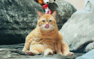 Cat tongue out couch stuffed - the background of the photo free wallpaper