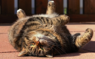 Cat glamor lay back green - glamor pose free wallpaper