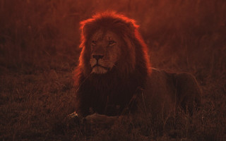 Lion grass sun red sky - a red sky behind free wallpaper