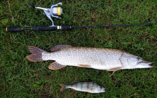 Fish fishing rod grass field - a fishing rod free wallpaper