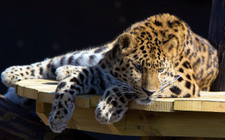 Leopard wooden platform black background - a wooden platform free wallpaper