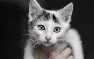 Green eyes cat black background - a white cat free wallpaper