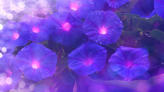 Purple flower butterfly glowing rain - a blurry background of the flowers free wallpaper