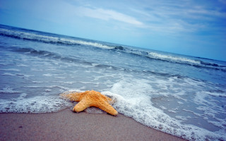 Starfish beach waves blue sky - a starfish free wallpaper