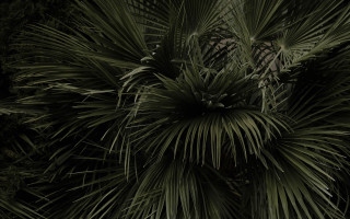 Palm tree clock bamboo fireworks - a white clock free wallpaper