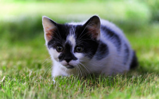 Black white kitten grass sad - david dougal williams free wallpaper