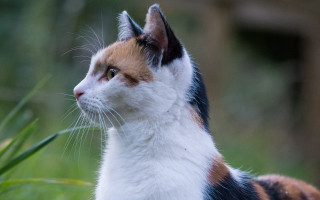 Cat face looking up outdoors - face free wallpaper for desktop