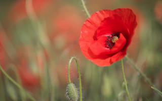 Red flower green grass background - a red flower free wallpaper