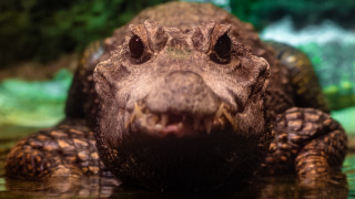 Alligator closeup water green trees - a green background and trees free wallpaper