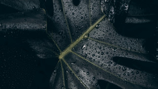 Leaf water droplets green stem - a close up of a leaf free wallpaper