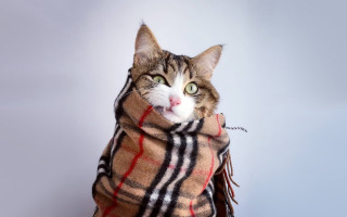 Cat blanket surprised renaissance fashion - brian snøddy free wallpaper