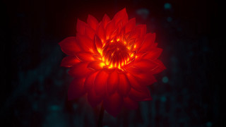 Red flower glowing center black - du jin free wallpaper