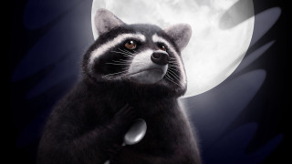 Raccoon fullmoon night sky furry - moonlight free wallpaper
