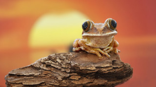 Frog big eyes rock sunset - a frog free wallpaper for desktop