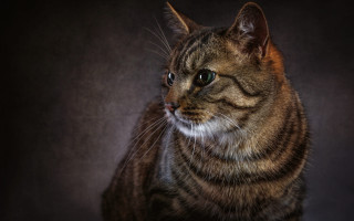 Sad cat blue eyes photorealistic - sad free wallpaper