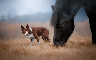Dog horse grazing field animals - elke vogelsang free wallpaper for desktop