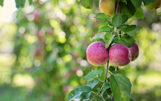Apples hanging branch field green - red apple free wallpaper