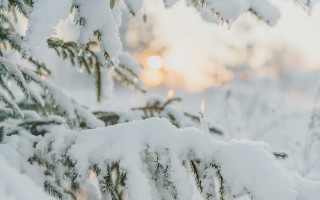 Pine snowy tree sun blurry - a pine tree free wallpaper
