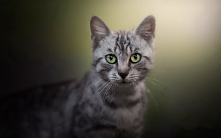 Black cat green eyes portrait 3 - a blurry background behind free wallpaper
