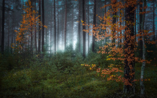 Forest bench fog autumn leaves - a bench in the foreground free wallpaper