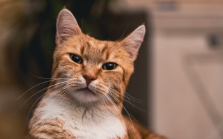 Sad cat serious look carlos - a sad look free wallpaper