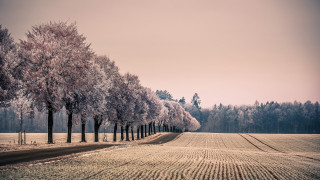 Trees field dirt road winter - a row of trees free wallpaper