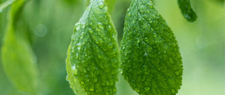 Green leaves water drops macro 2 - david budd free wallpaper for desktop