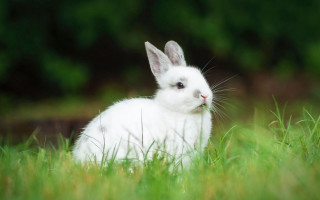 White rabbit sad field blurry - a white rabbit free wallpaper
